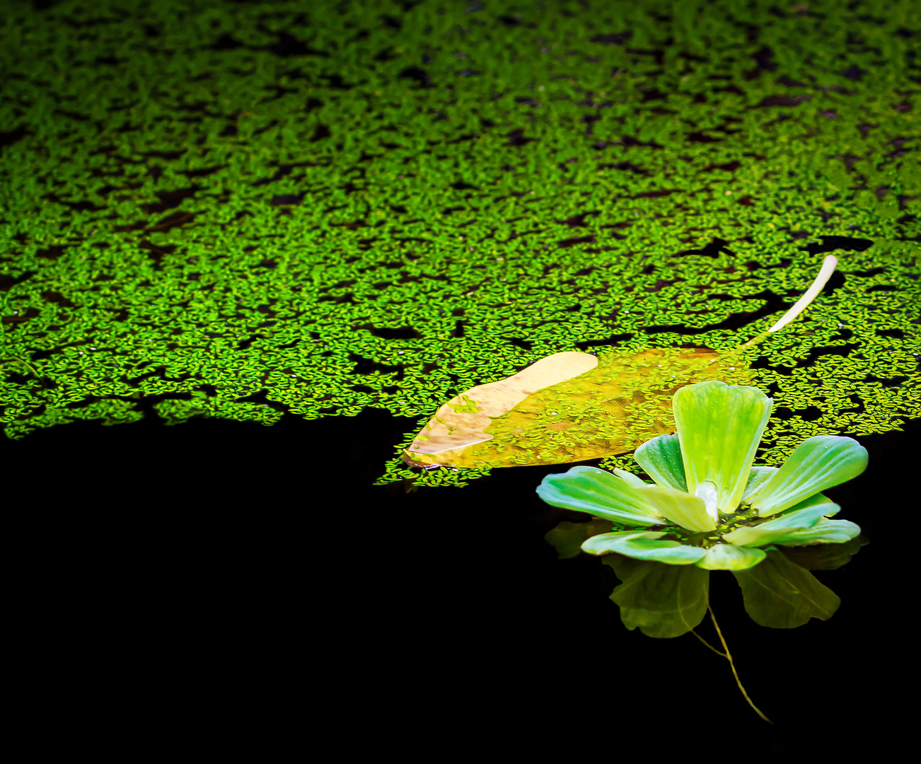 Am Teich