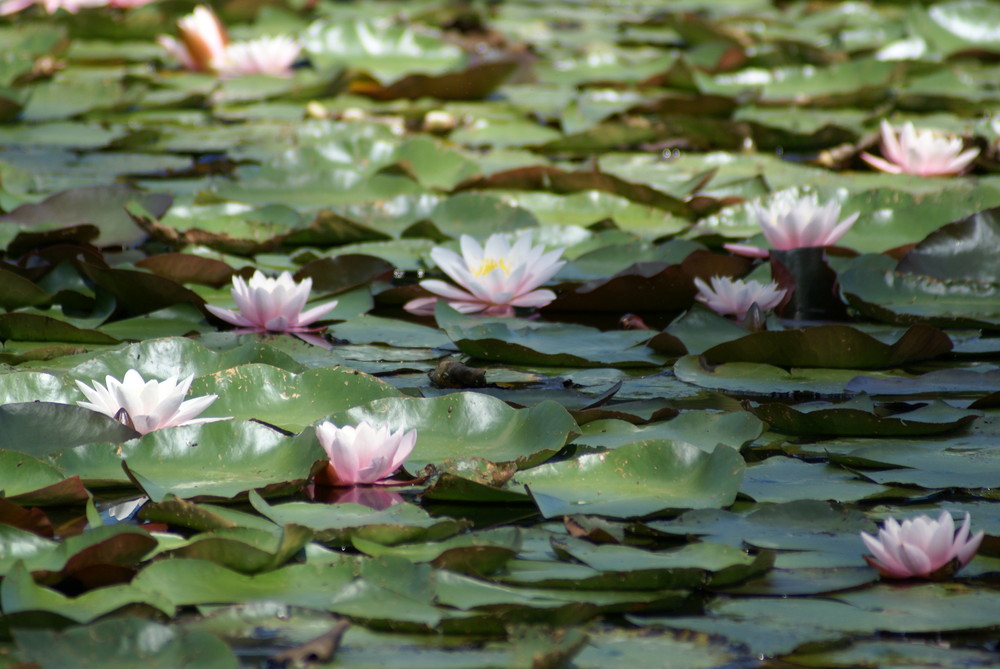 am Teich...