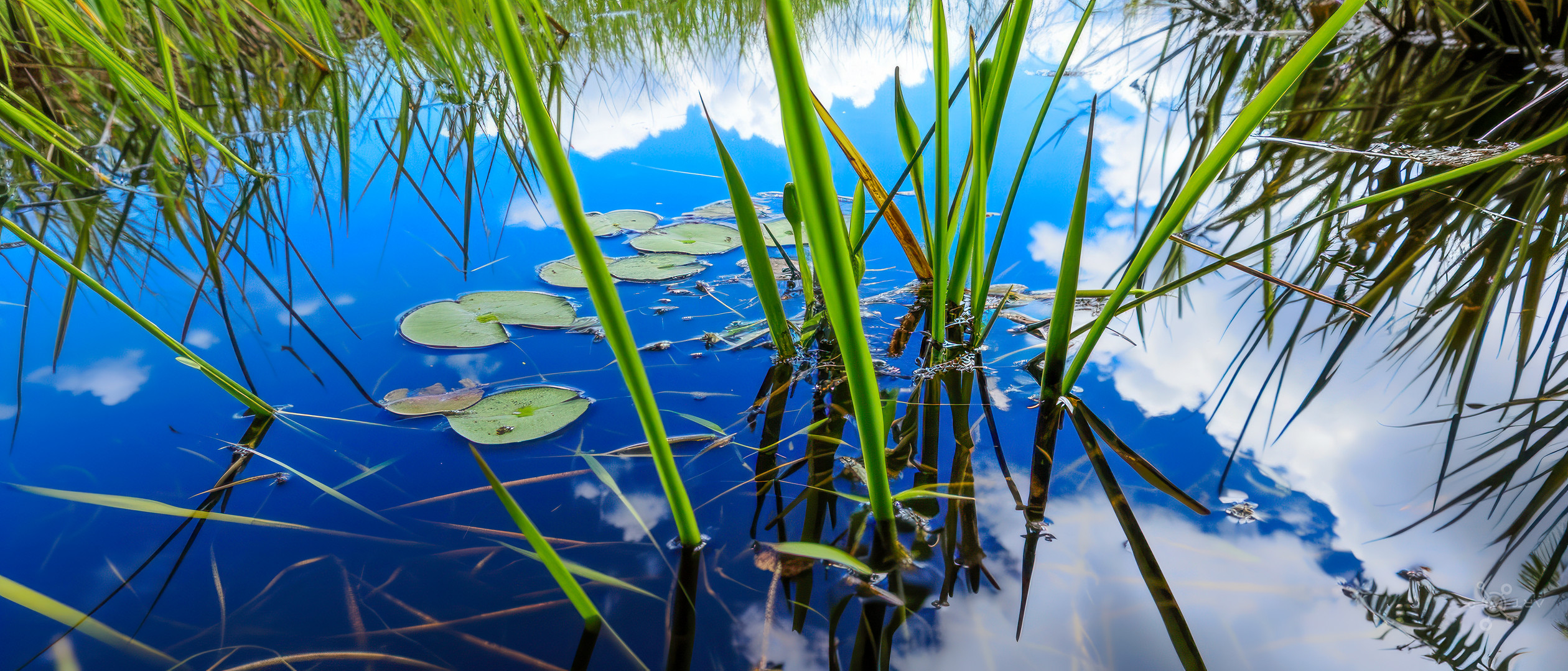 Am Teich