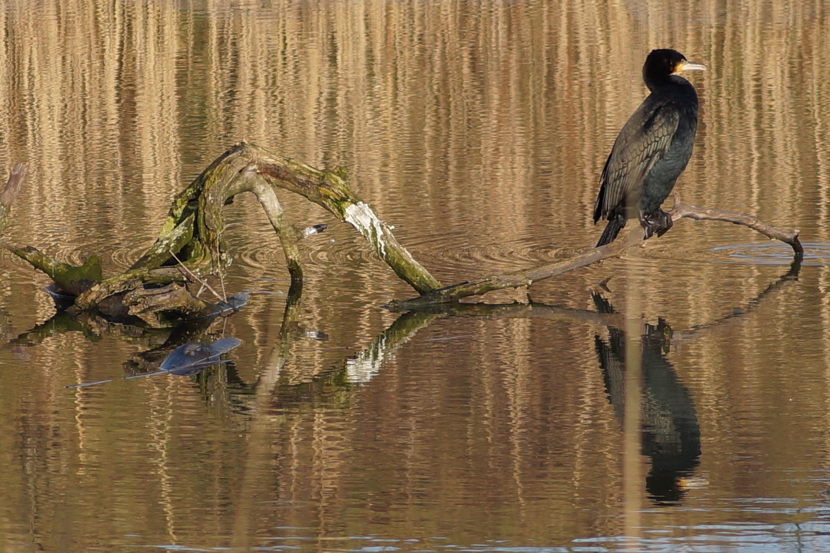 Am Teich