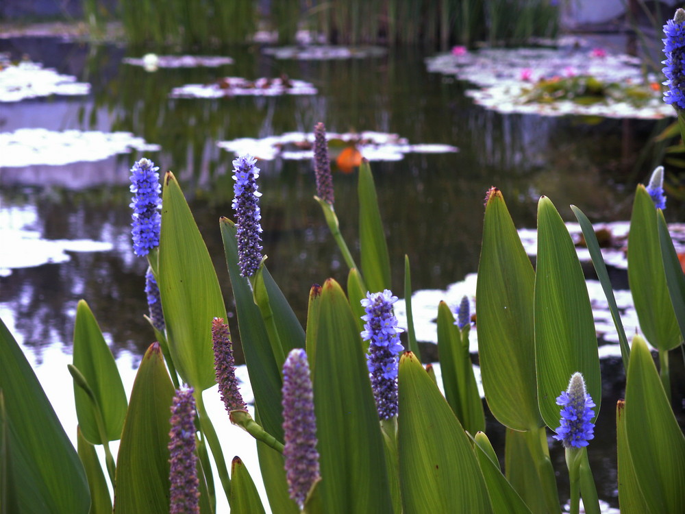 Am Teich