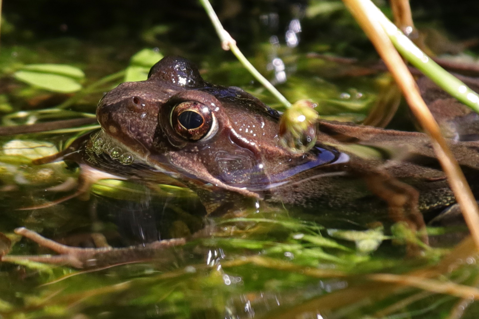 Am Teich Foto & Bild reptilien fische, wasser, teich Bilder auf