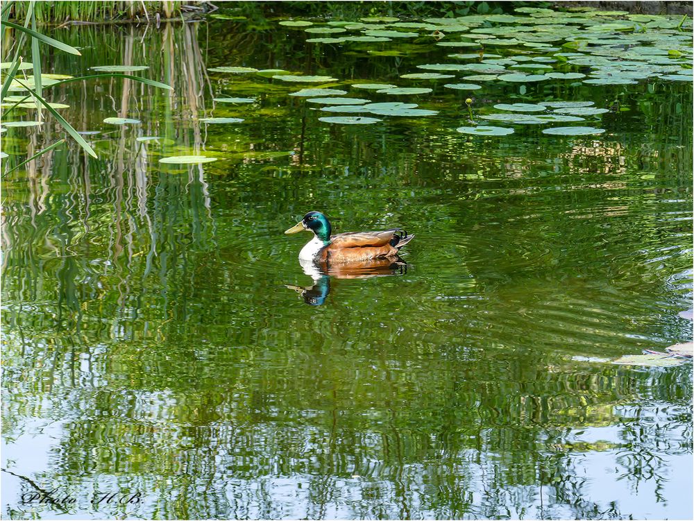 Am Teich Foto & Bild tiere, wildlife, wild lebende vögel Bilder auf