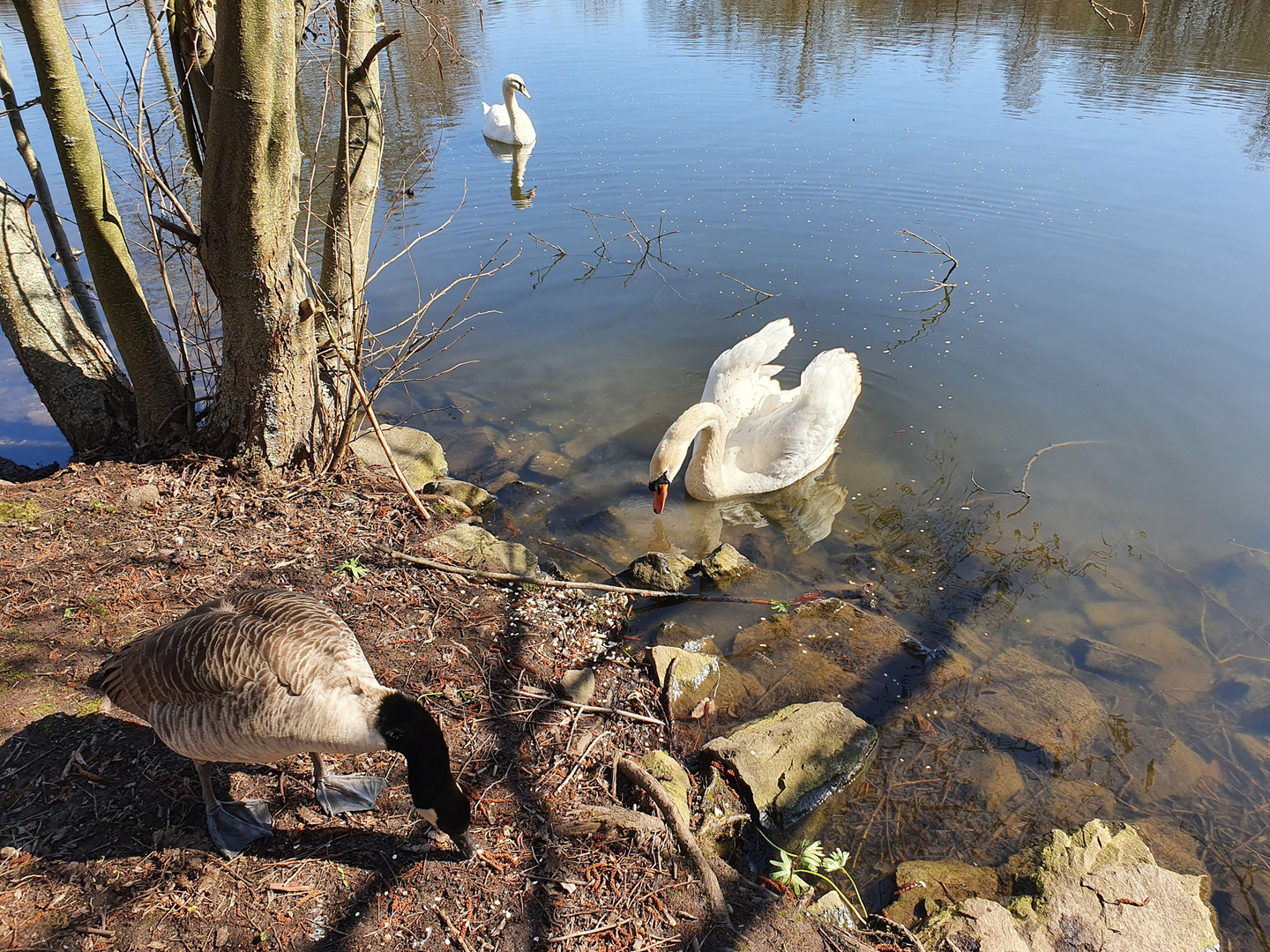 Am Teich...