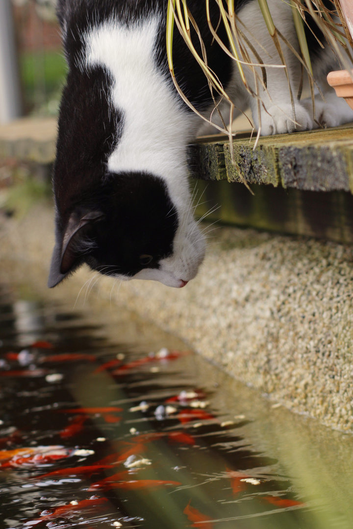 Am Teich Foto & Bild tiere, haustiere, katzen Bilder auf