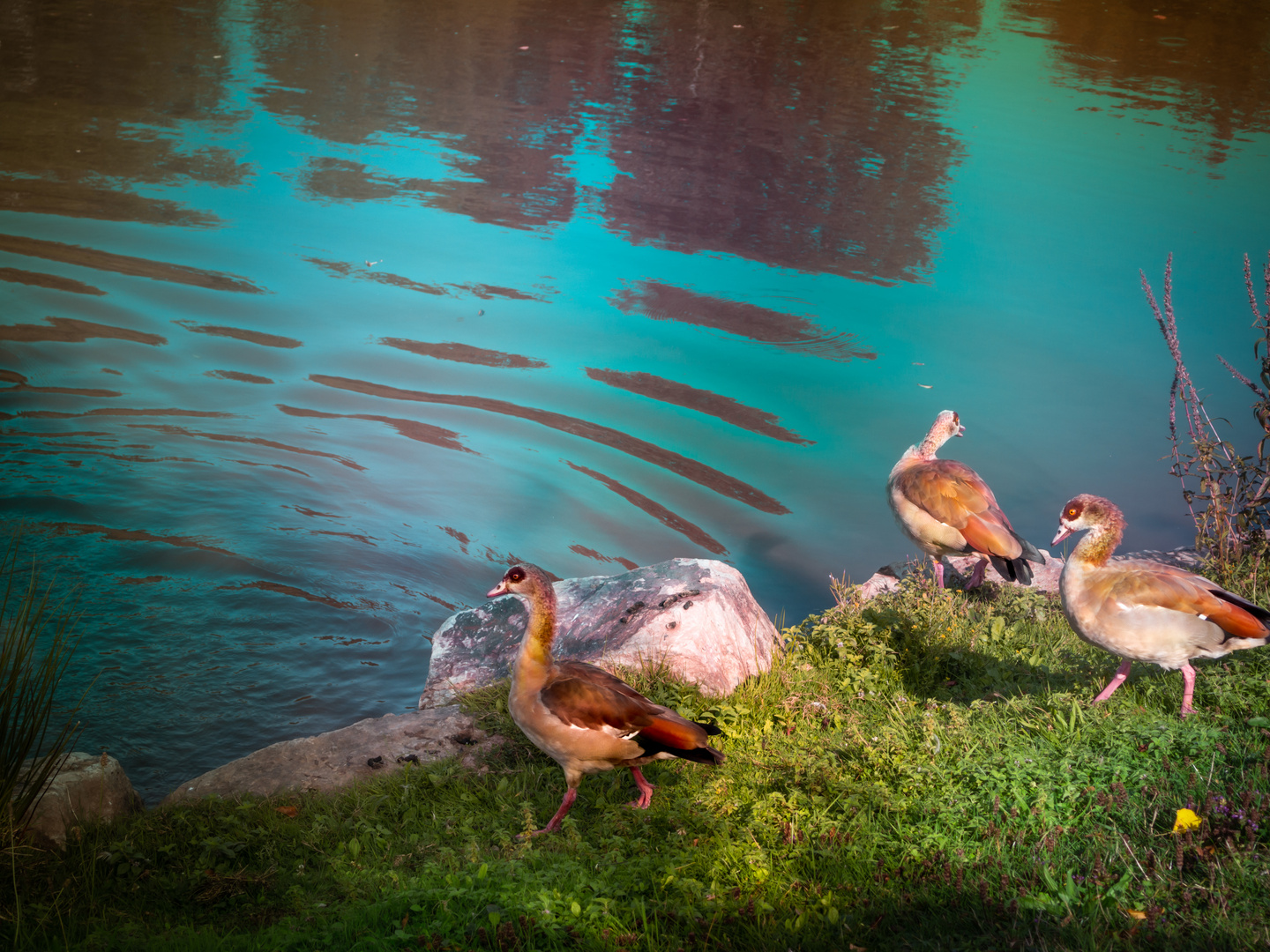 Am Teich