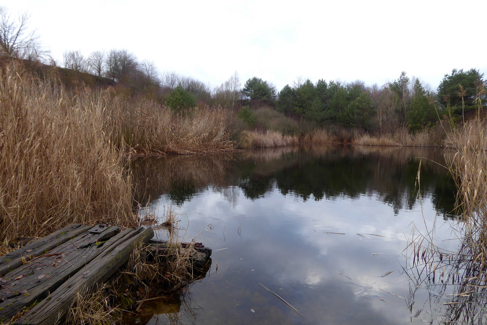 Am Teich bei grauem Regenwetter