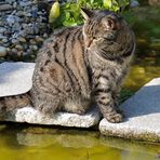 am Teich beobachtet Luna die Libellen