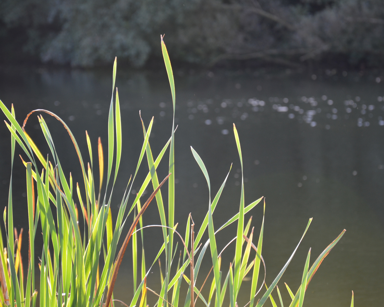 Am Teich