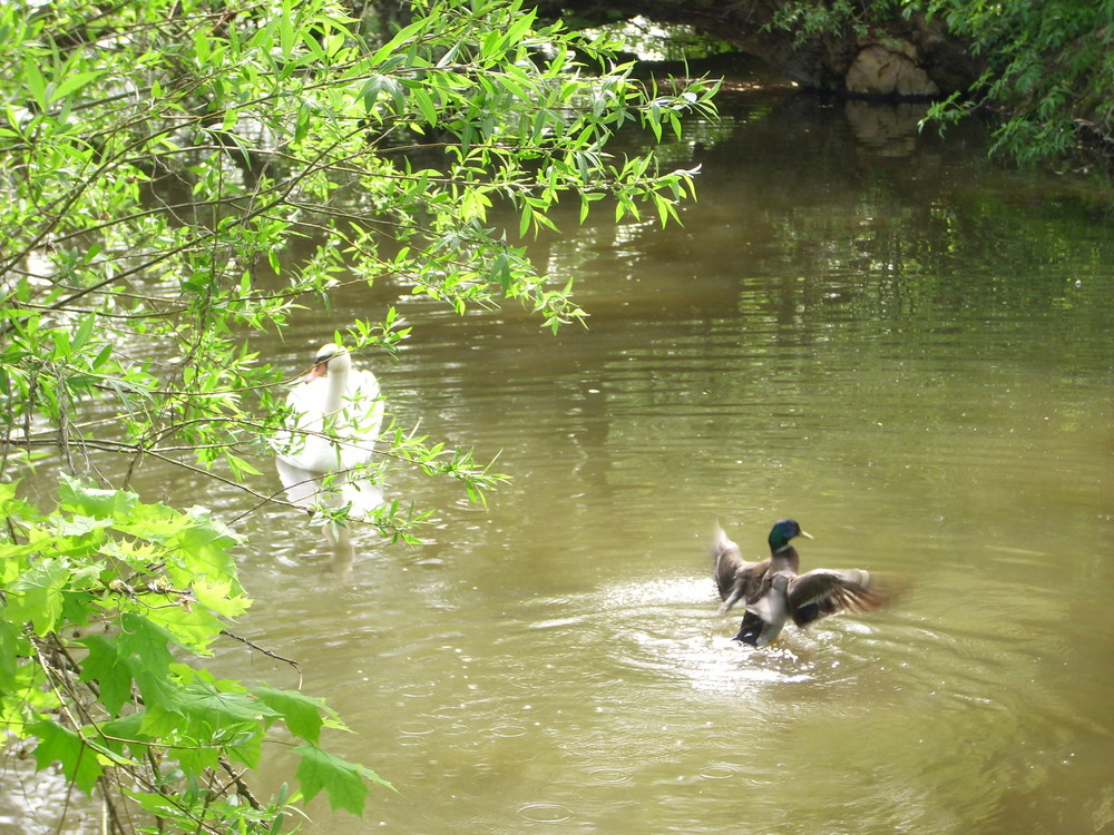 Am Teich