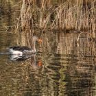 Am Teich