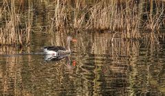 Am Teich