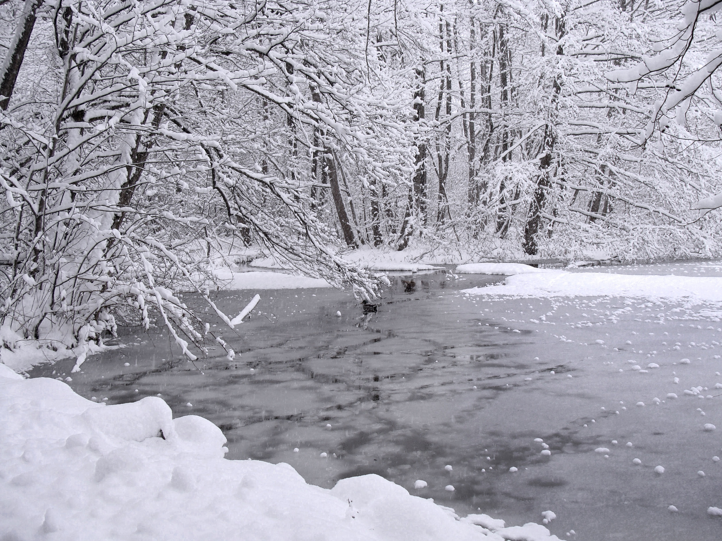 Am Teich