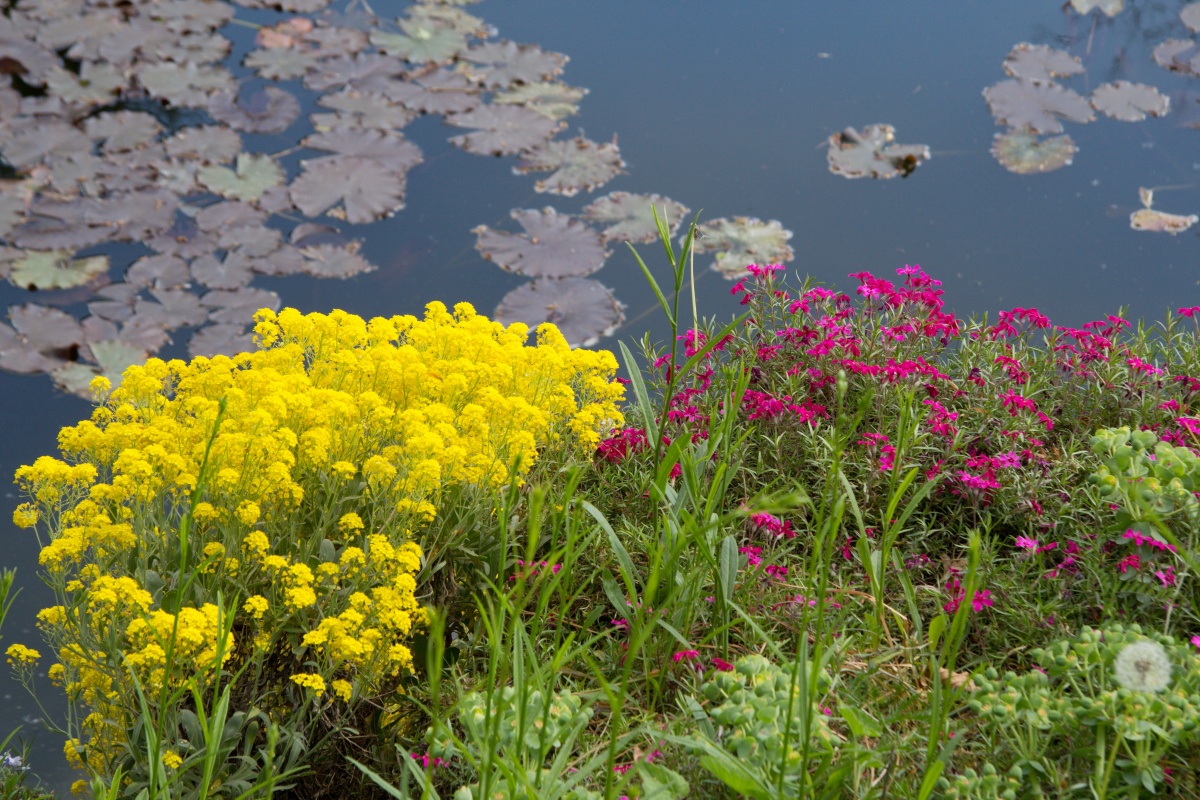 Am Teich