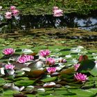 Am Teich