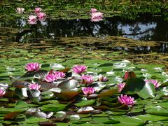 Am Teich