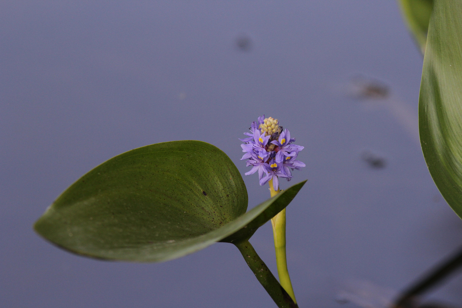 Am Teich ....