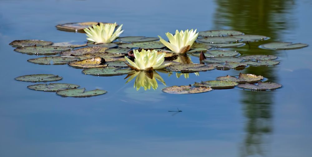 Am Teich....