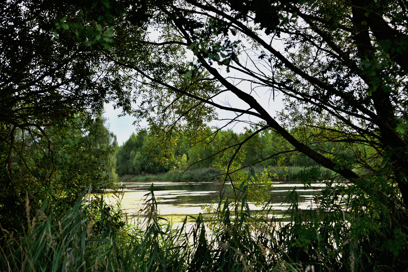 am Teich