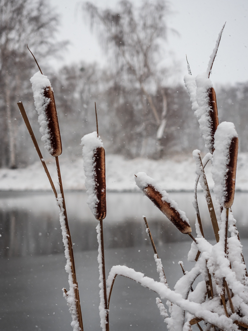 Am Teich