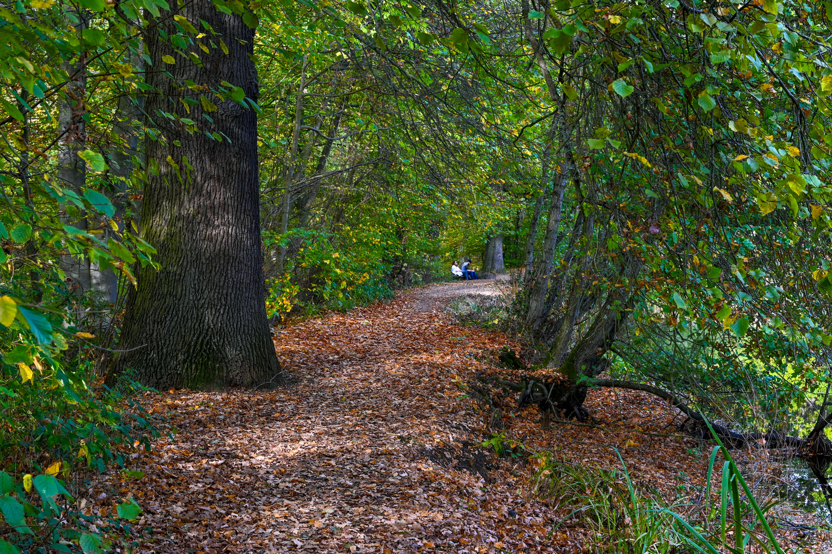 Am Teich Foto & Bild wald, teich, natur Bilder auf