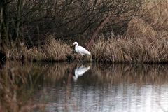 Am Teich