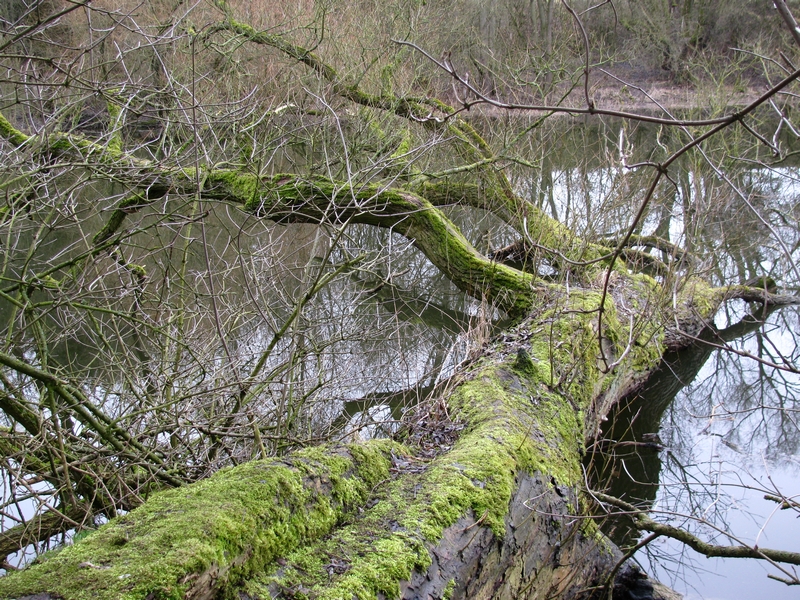 Am Teich