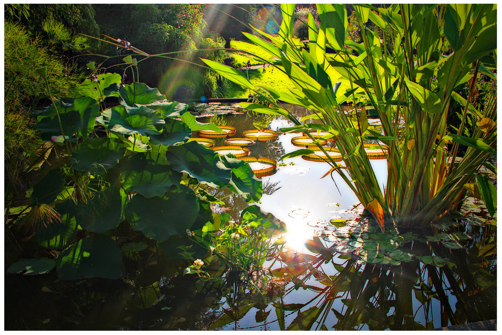 am Teich ein Sonnenstrahl