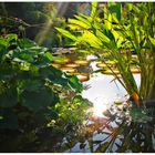 am Teich ein Sonnenstrahl