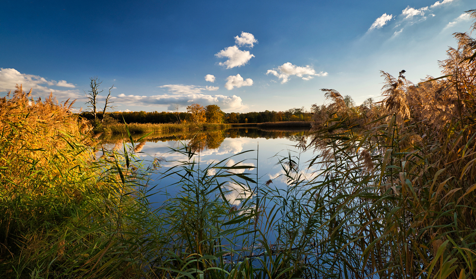 Am Teich Foto & Bild deutschland, europe, sachsen Bilder auf