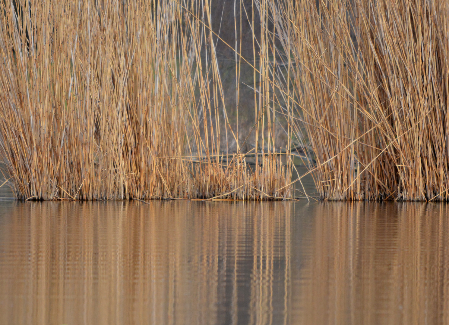 am teich