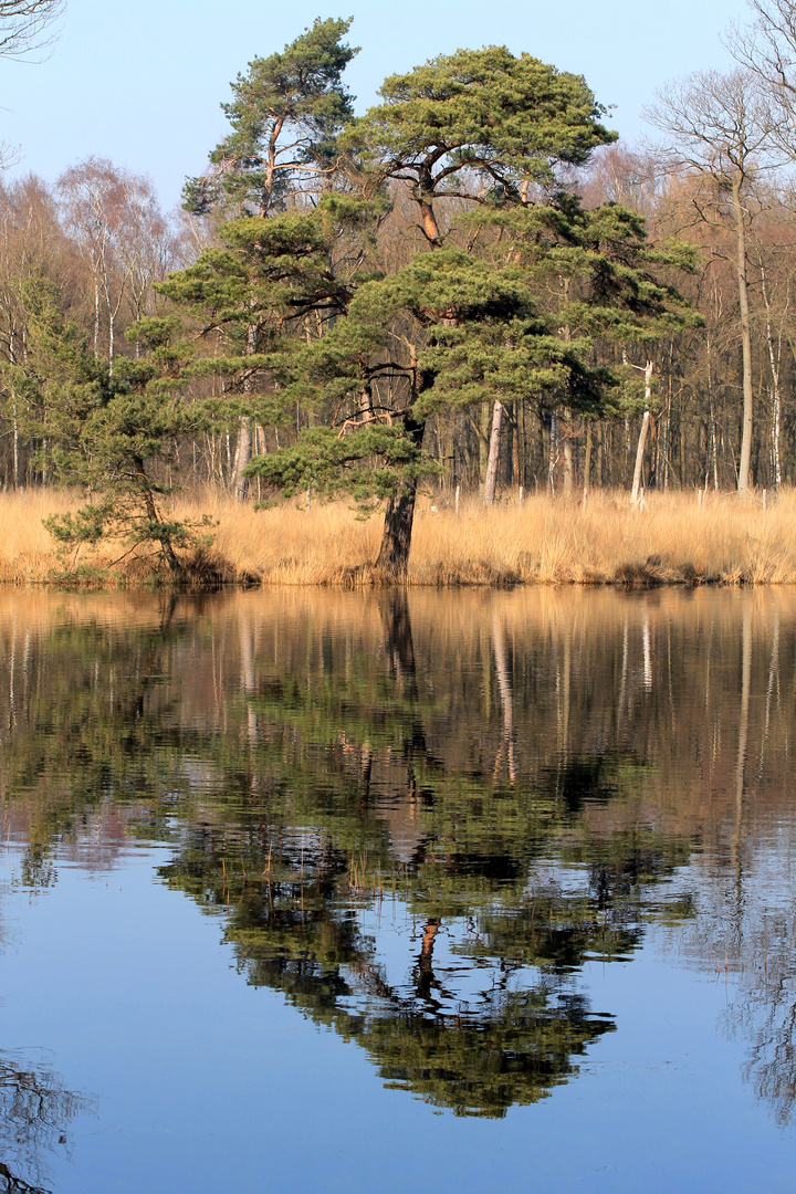 am teich