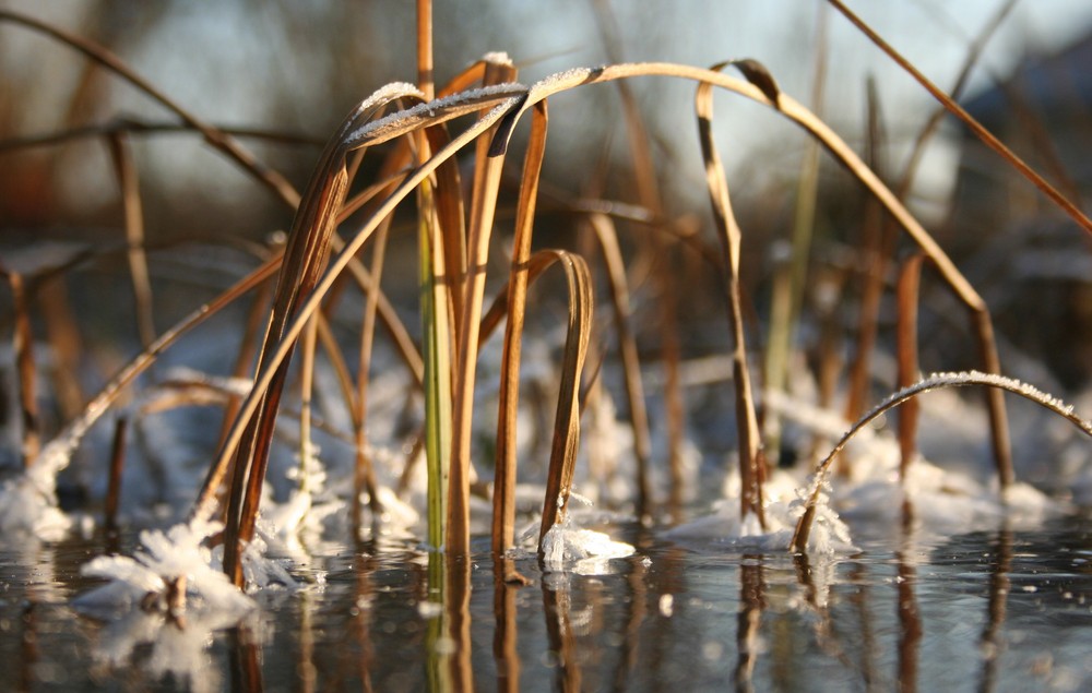 -am-teich-