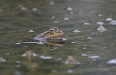 am teich