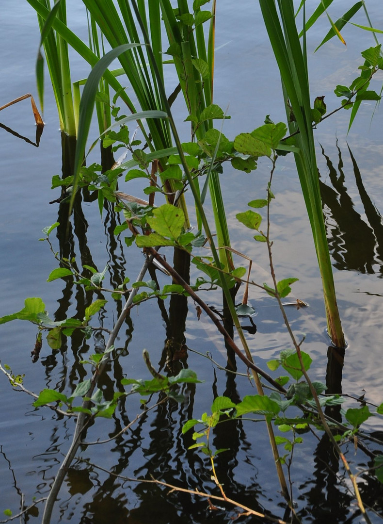 Am Teich