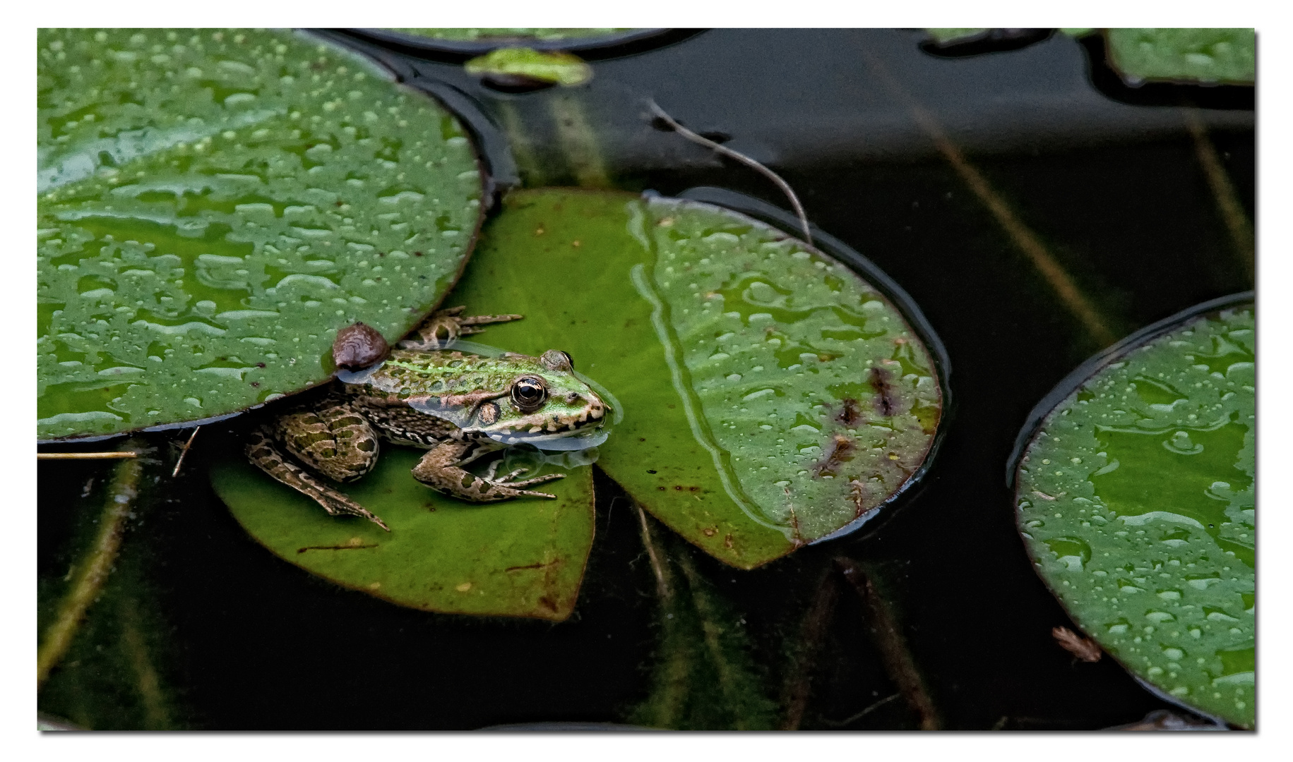 Am Teich - Frosch