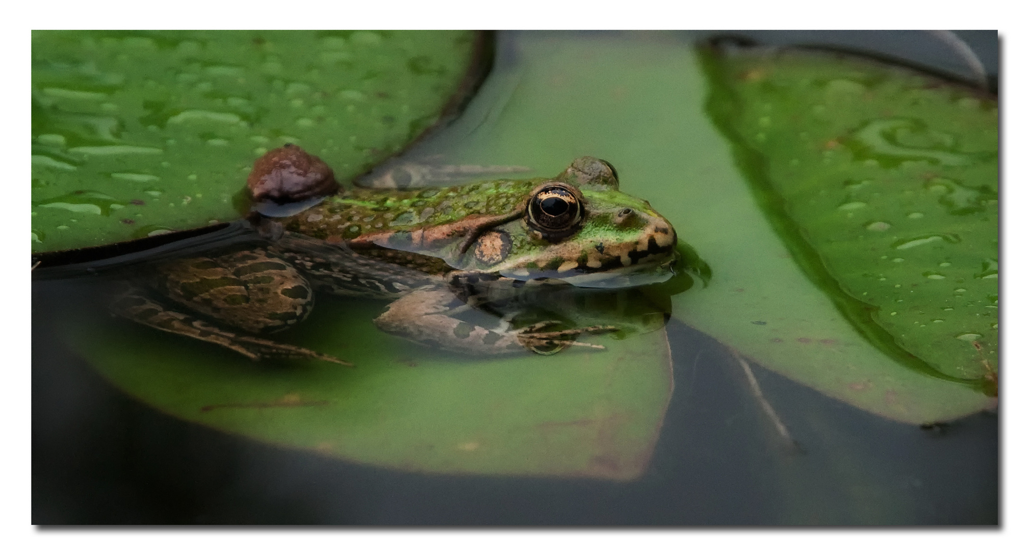 Am Teich - Frosch nach dem Regen