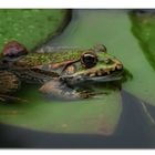 Am Teich - Frosch nach dem Regen