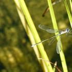 am Teich - Gemeine Binsenjungfer