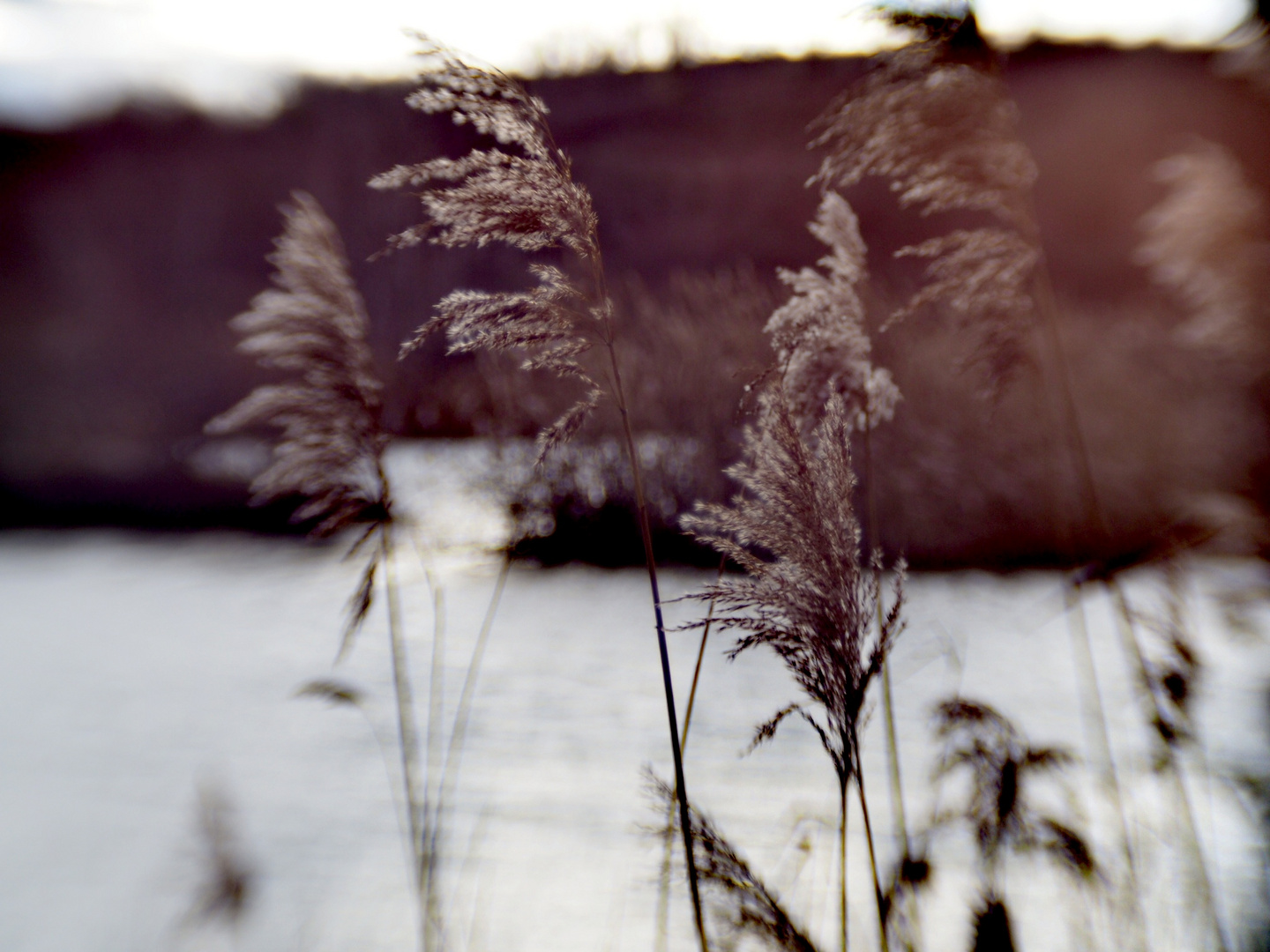 Am Teich II