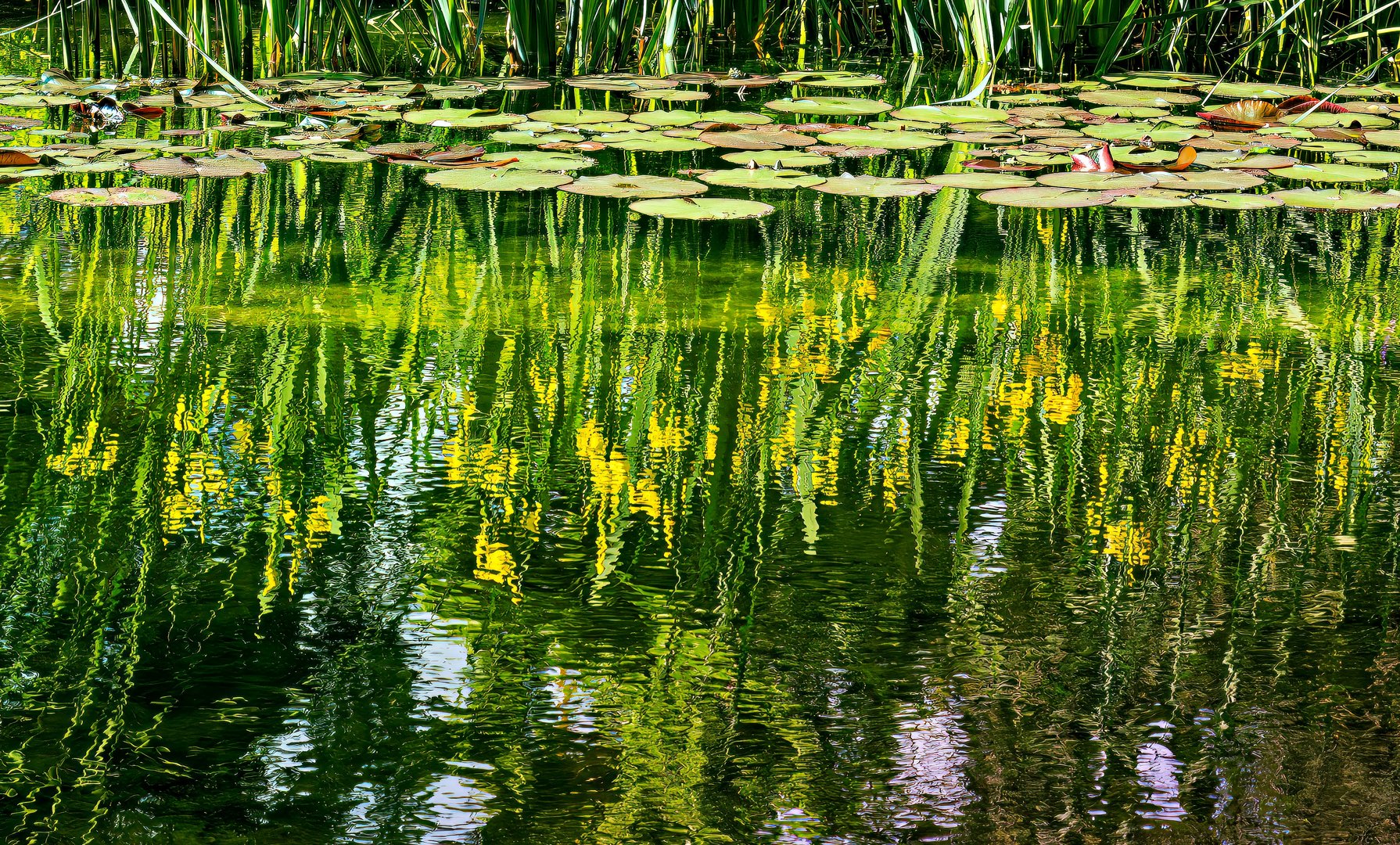 Am Teich im Garten des Beyeler Museums