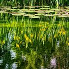 Am Teich im Garten des Beyeler Museums