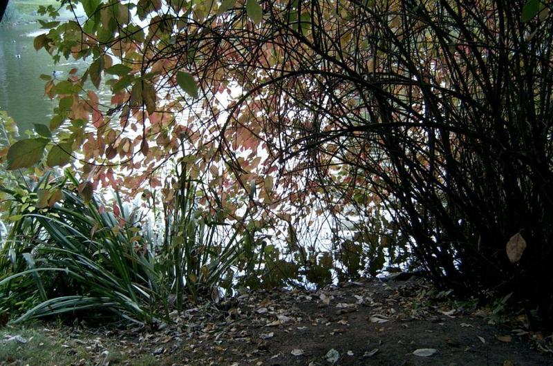 Am Teich im Oktober