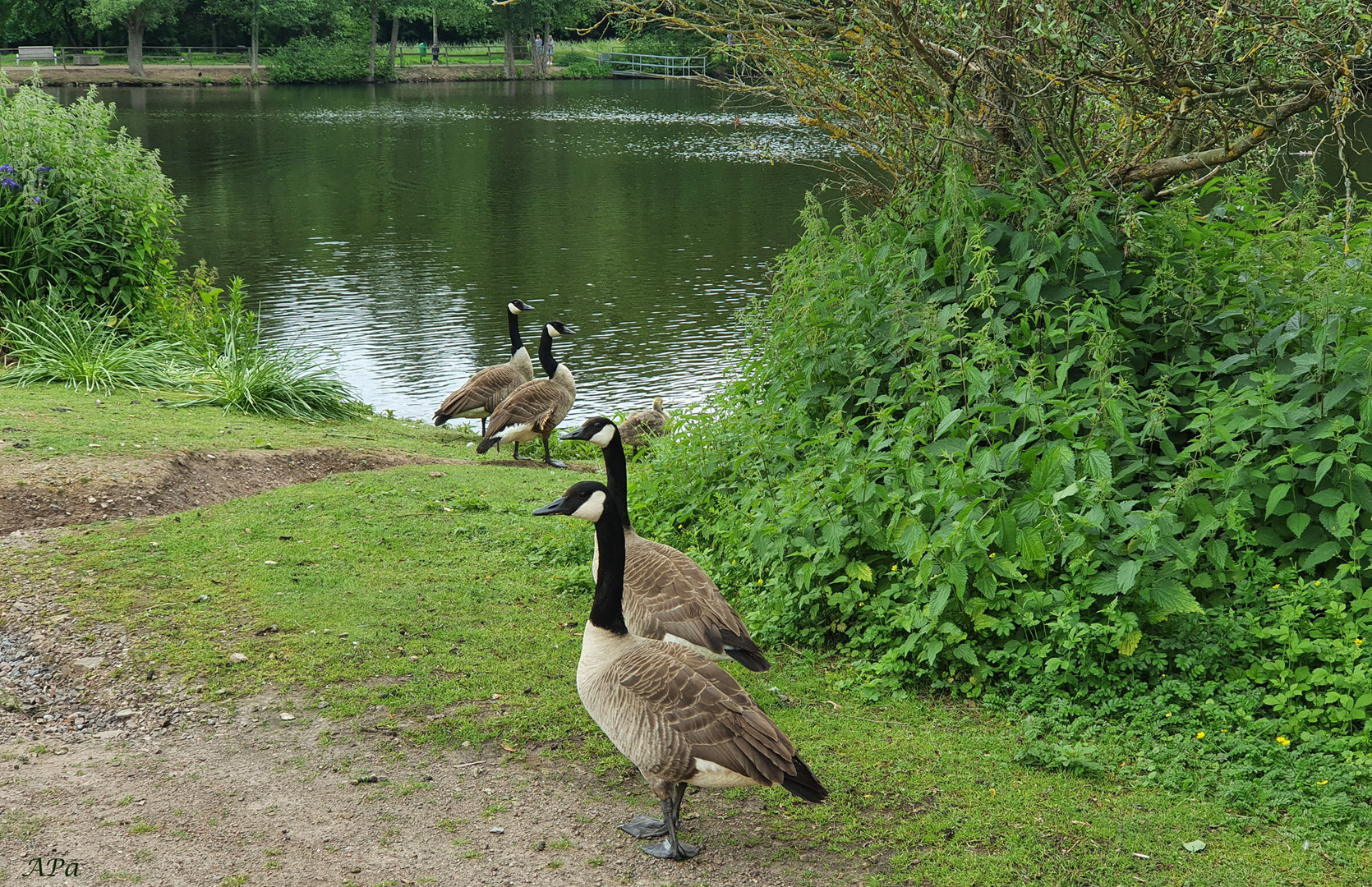 Am Teich im Park