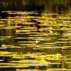 Am Teich in der Frühe