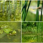 Am Teich in der Gruga ....