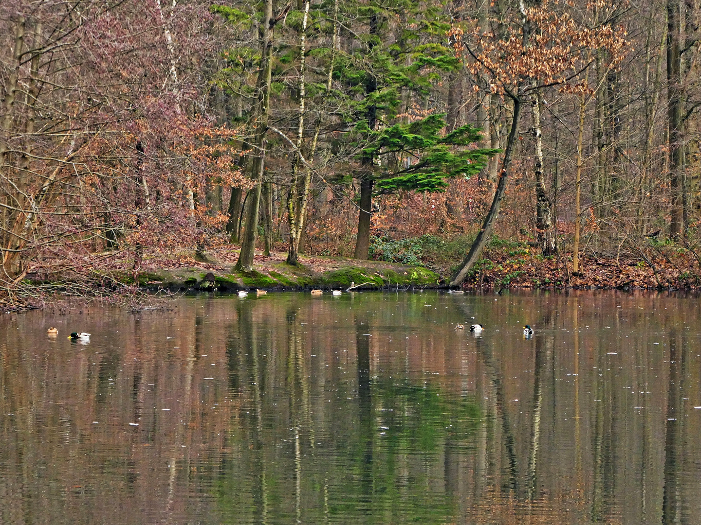 Am Teich in der Hildener Heide Foto & Bild teich, natur, landschaft