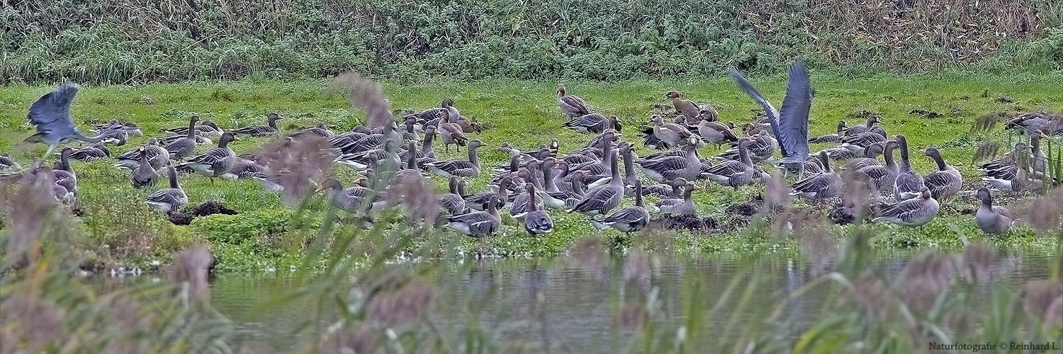   Am Teich in der Ihme-Aue