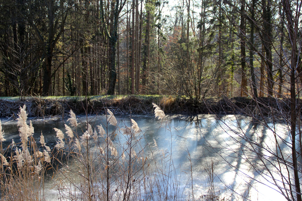 Am Teich in Fölling 