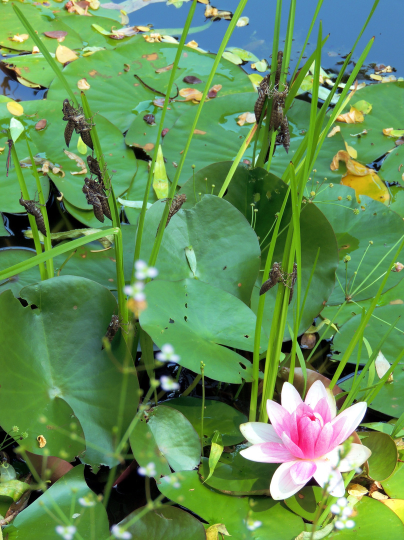 Am Teich in Nachbars Garten war richtig was los...